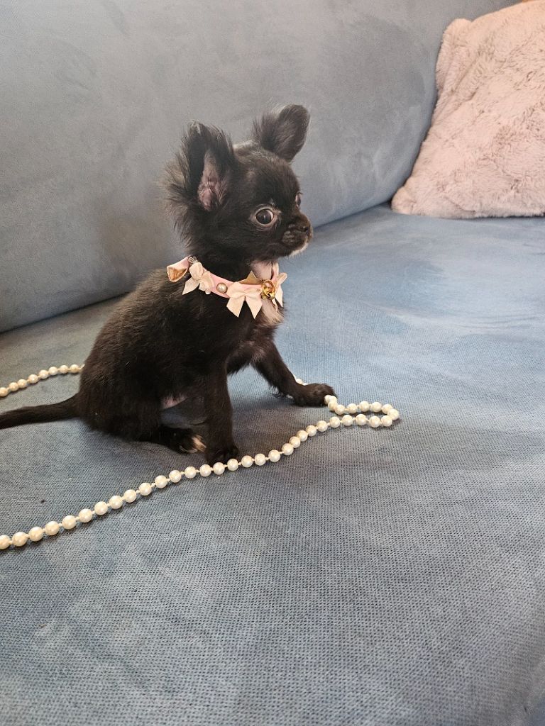 Du Hameau De Selcra - Chiot disponible  - Chihuahua