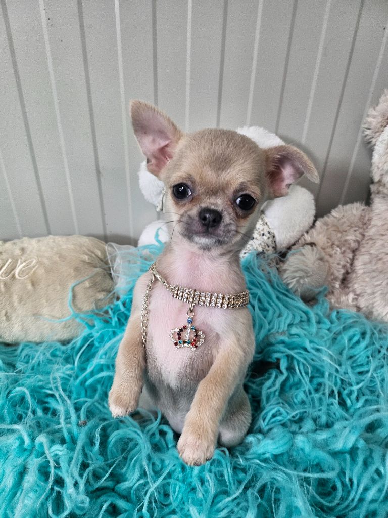 Du Hameau De Selcra - Chiot disponible  - Chihuahua