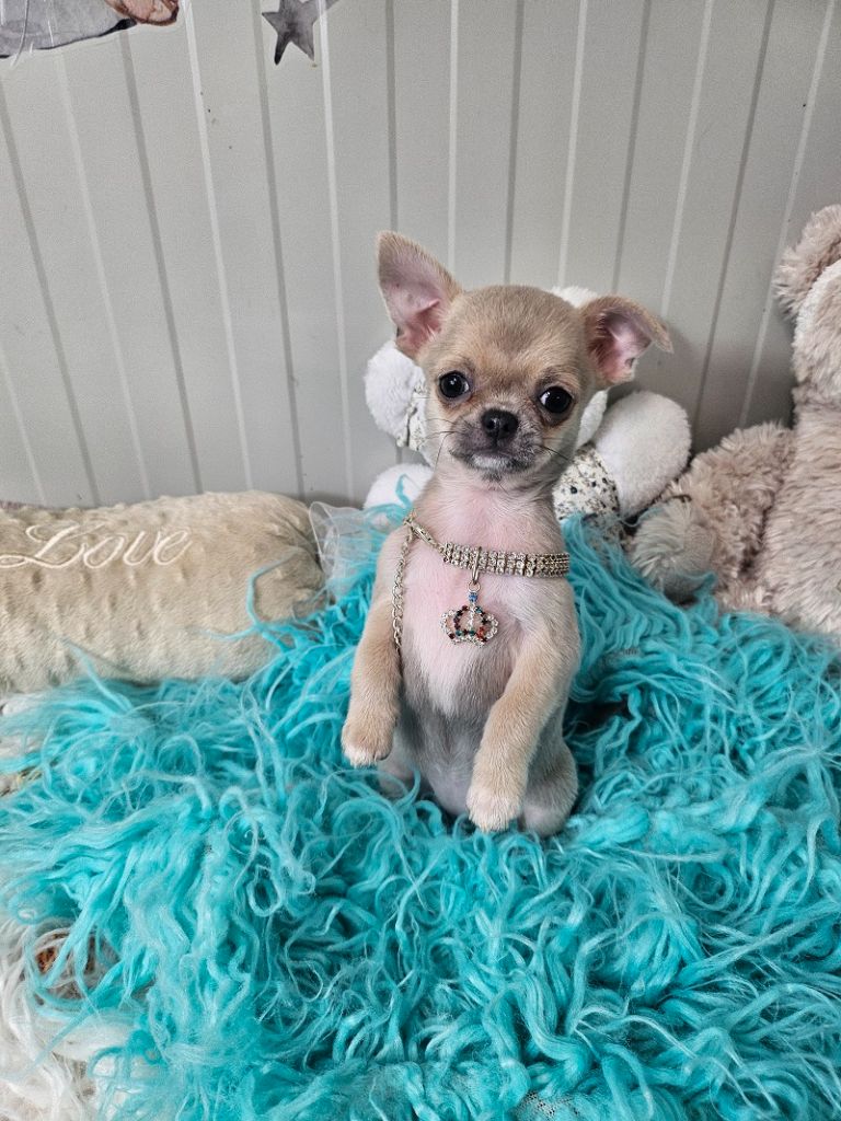 Du Hameau De Selcra - Chiot disponible  - Chihuahua