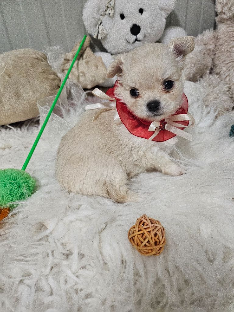 Du Hameau De Selcra - Chiot disponible  - Chihuahua