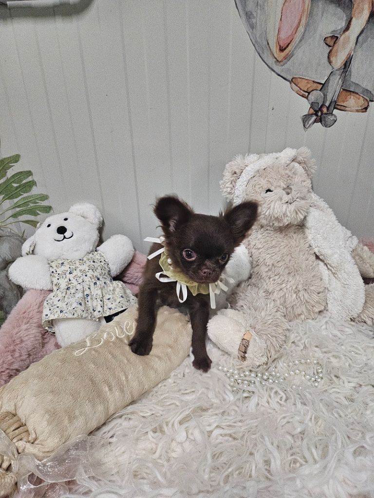 Du Hameau De Selcra - Chiot disponible  - Chihuahua