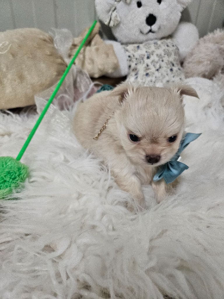 Du Hameau De Selcra - Chiot disponible  - Chihuahua