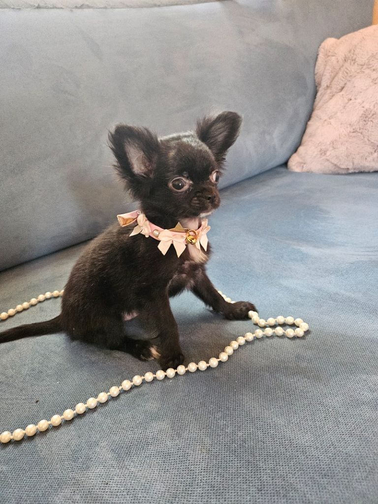 Du Hameau De Selcra - Chiot disponible  - Chihuahua