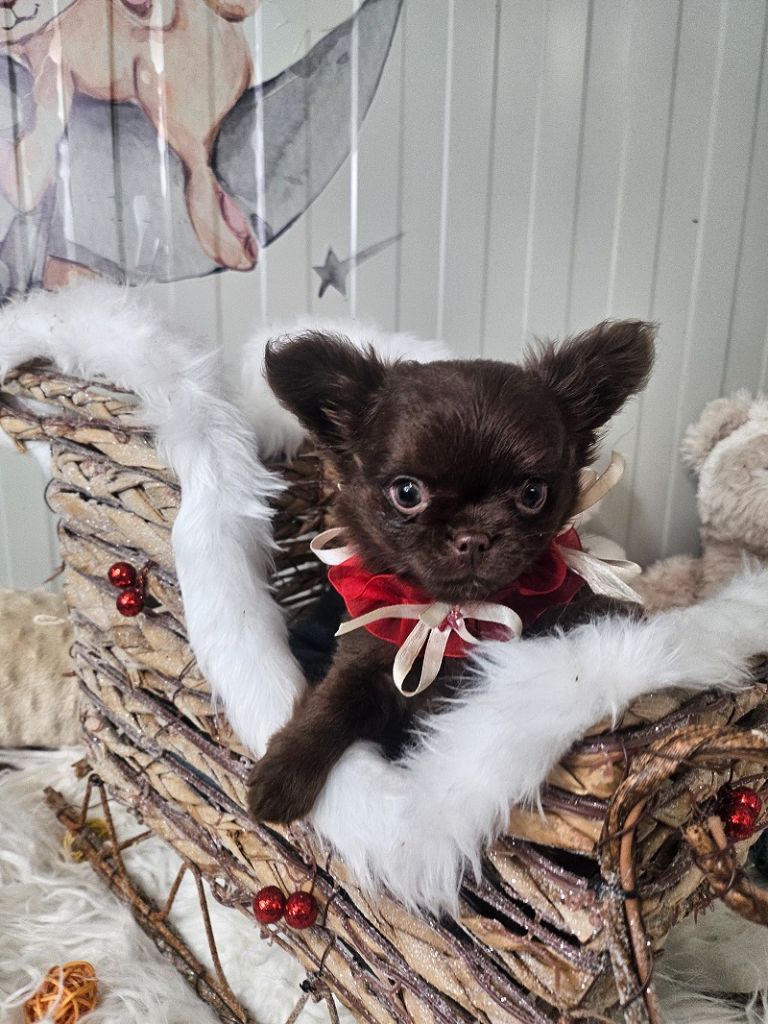 Du Hameau De Selcra - Chiot disponible  - Chihuahua