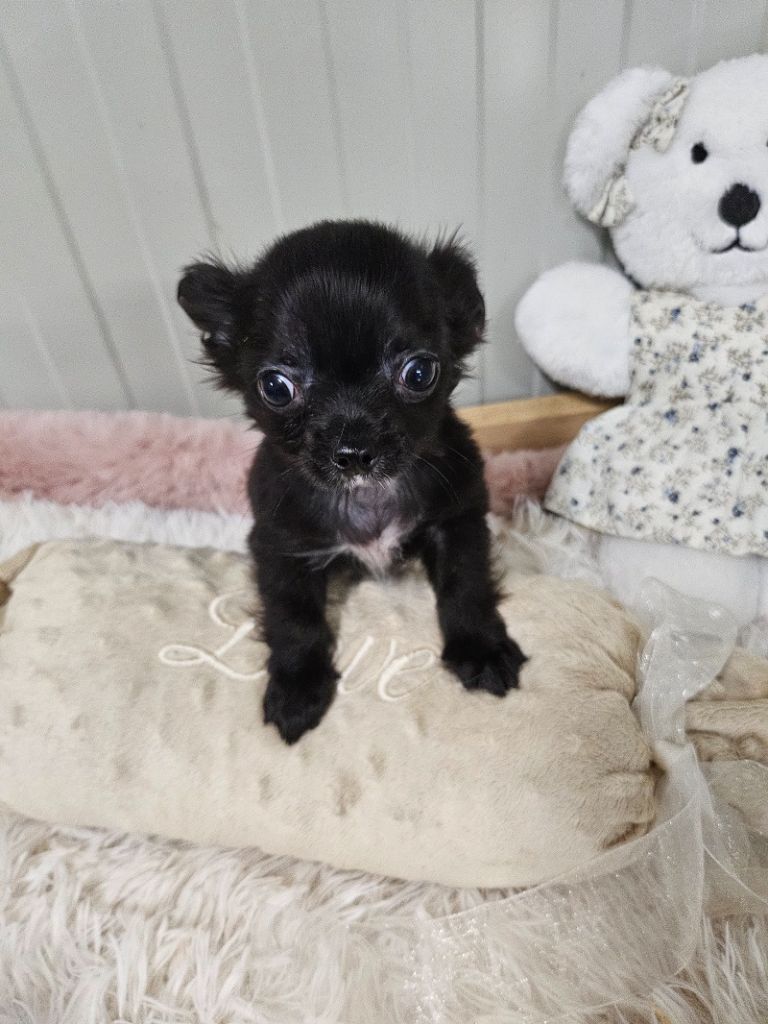 Du Hameau De Selcra - Chiot disponible  - Chihuahua