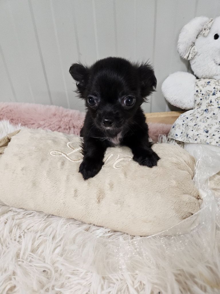 Du Hameau De Selcra - Chiot disponible  - Chihuahua