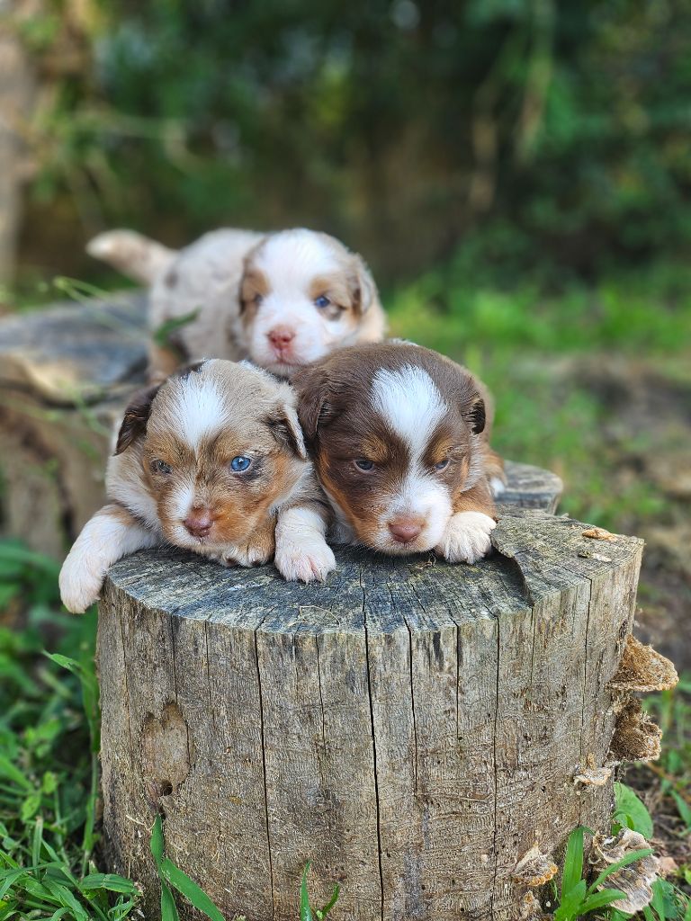 chiot Berger Américain Miniature  Du Hameau De Selcra