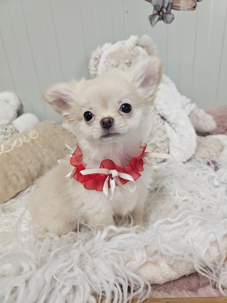 Du Hameau De Selcra - Chiot disponible  - Chihuahua