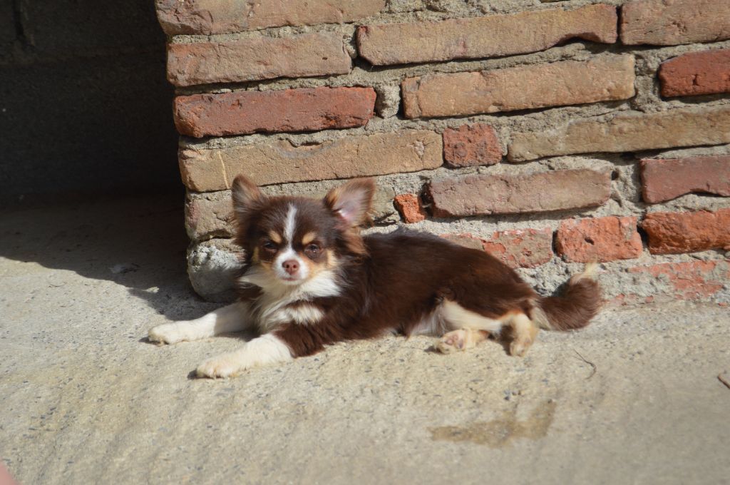 Sirius de la Closerie Deval