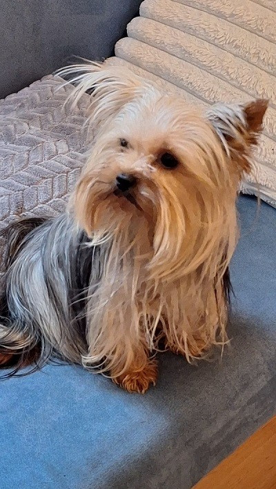 URANE Du Clos Des Dalhia