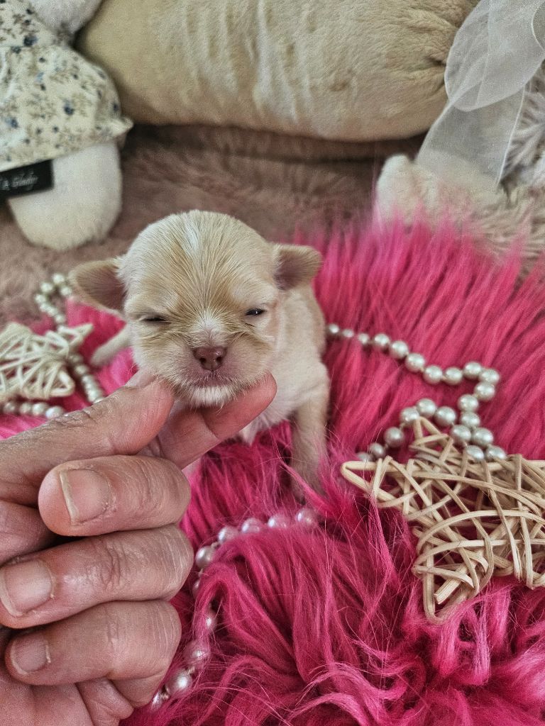 Du Hameau De Selcra - Chiots disponibles - Chihuahua
