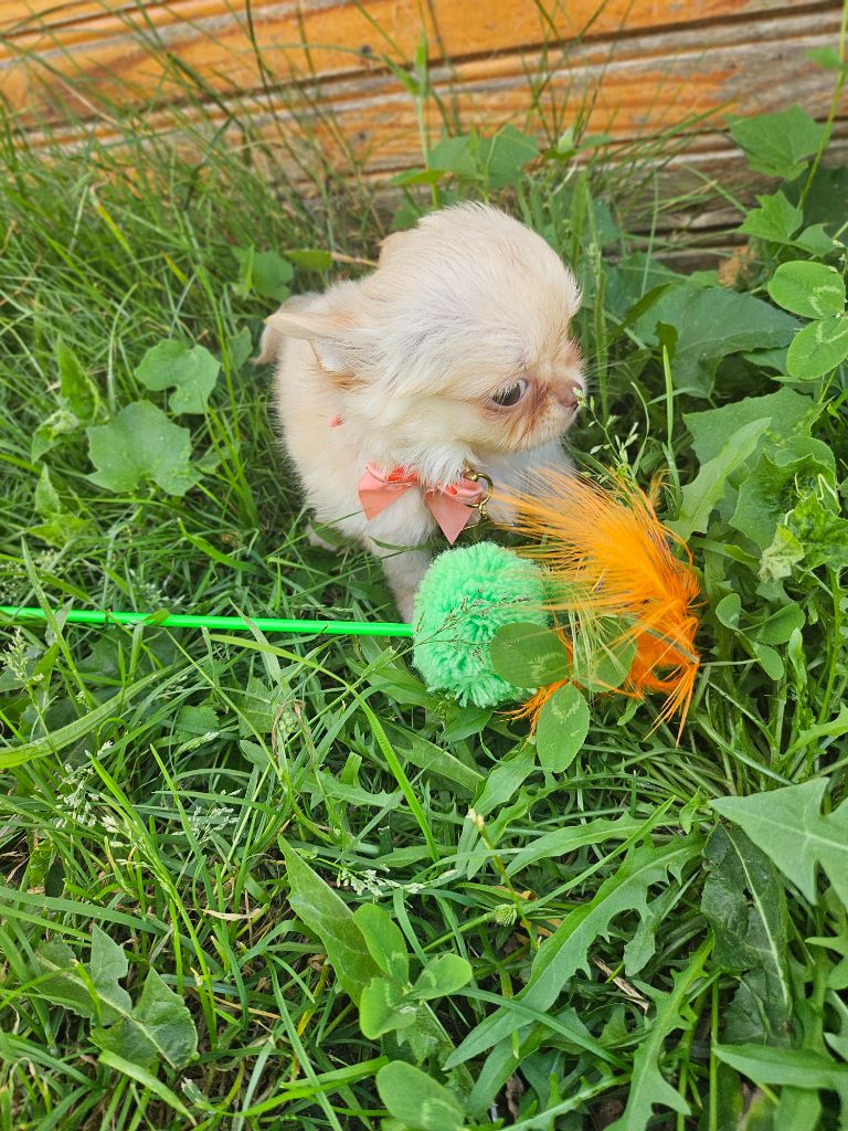 Du Hameau De Selcra - Chiots disponibles - Chihuahua