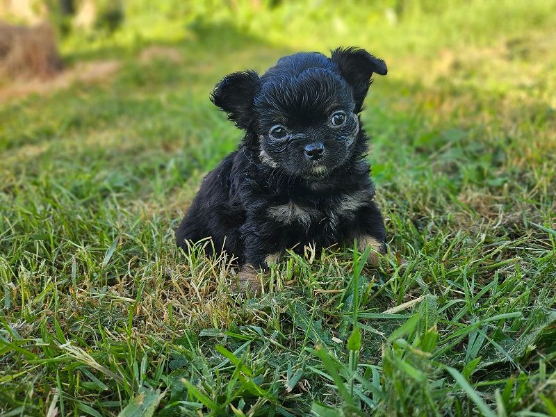Du Hameau De Selcra - Chiots disponibles - Chihuahua