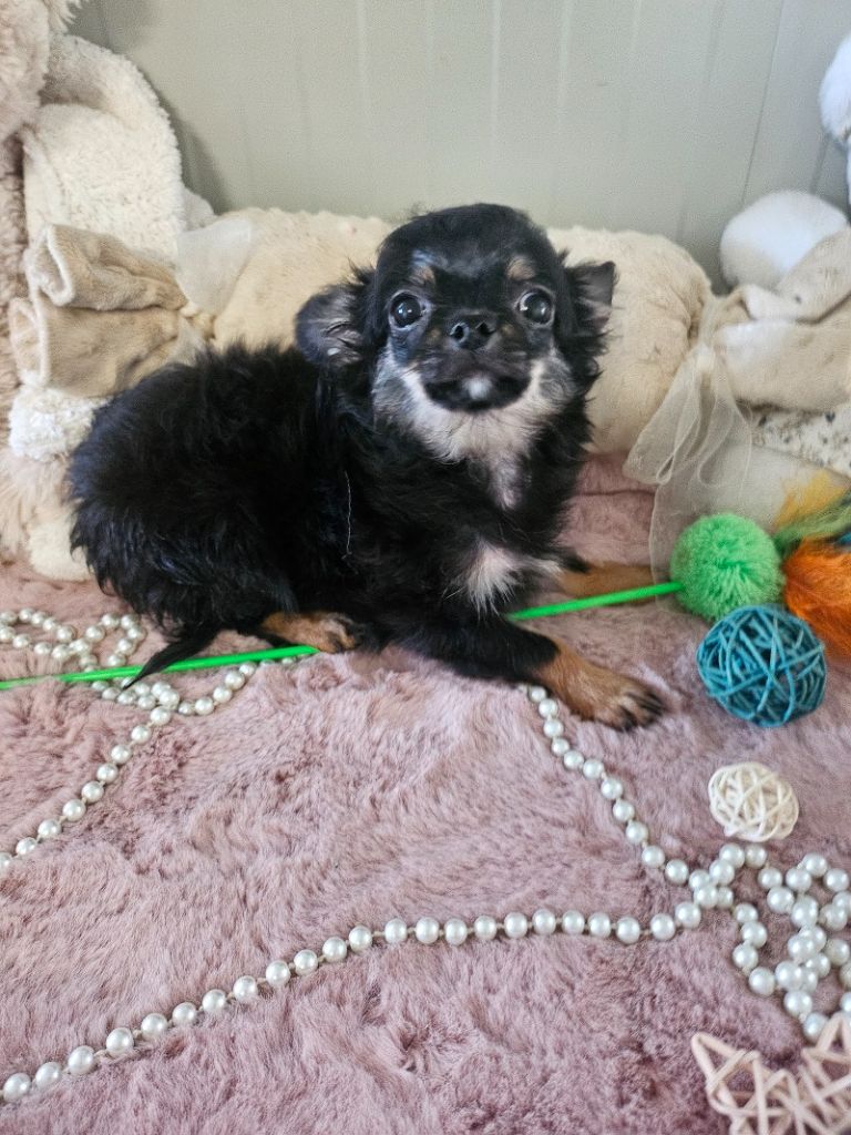 Du Hameau De Selcra - Chiots disponibles - Chihuahua