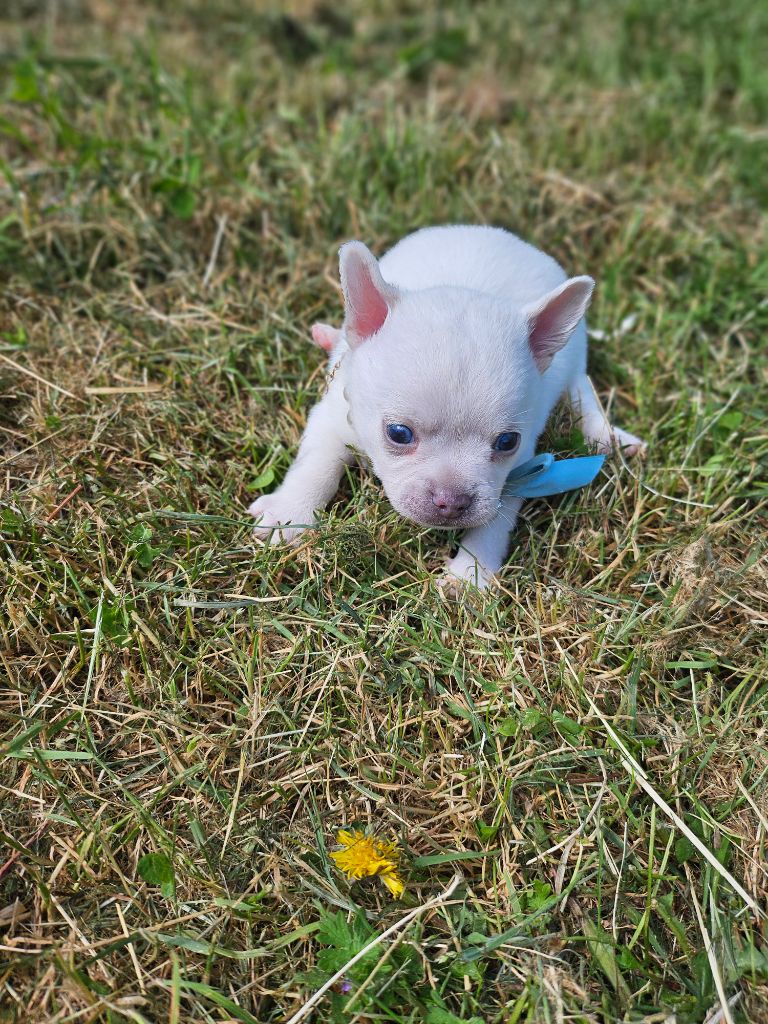 Du Hameau De Selcra - Chiots disponibles - Chihuahua