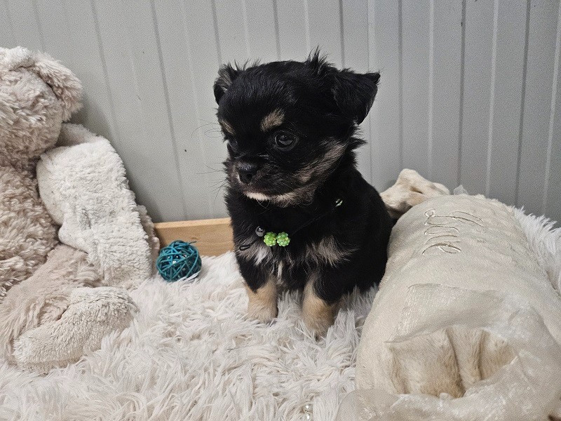 Du Hameau De Selcra - Chiots disponibles - Chihuahua