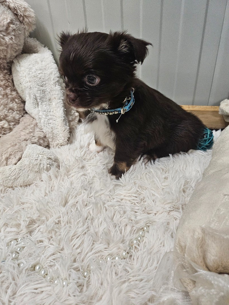 Du Hameau De Selcra - Chiots disponibles - Chihuahua