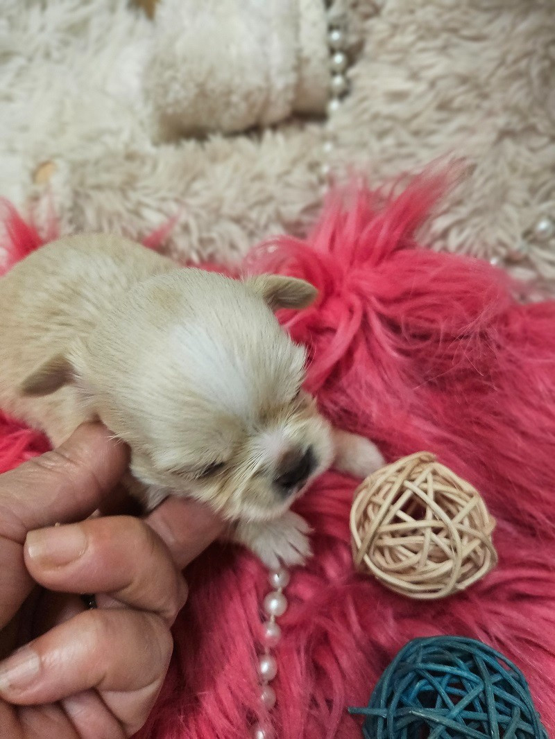 Du Hameau De Selcra - Chiots disponibles - Chihuahua