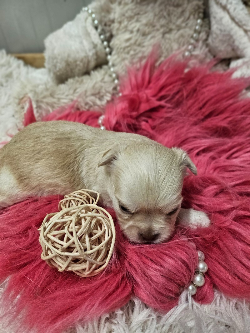 Du Hameau De Selcra - Chiots disponibles - Chihuahua