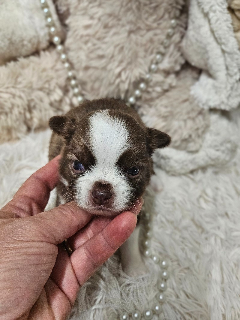 Du Hameau De Selcra - Chiots disponibles - Chihuahua