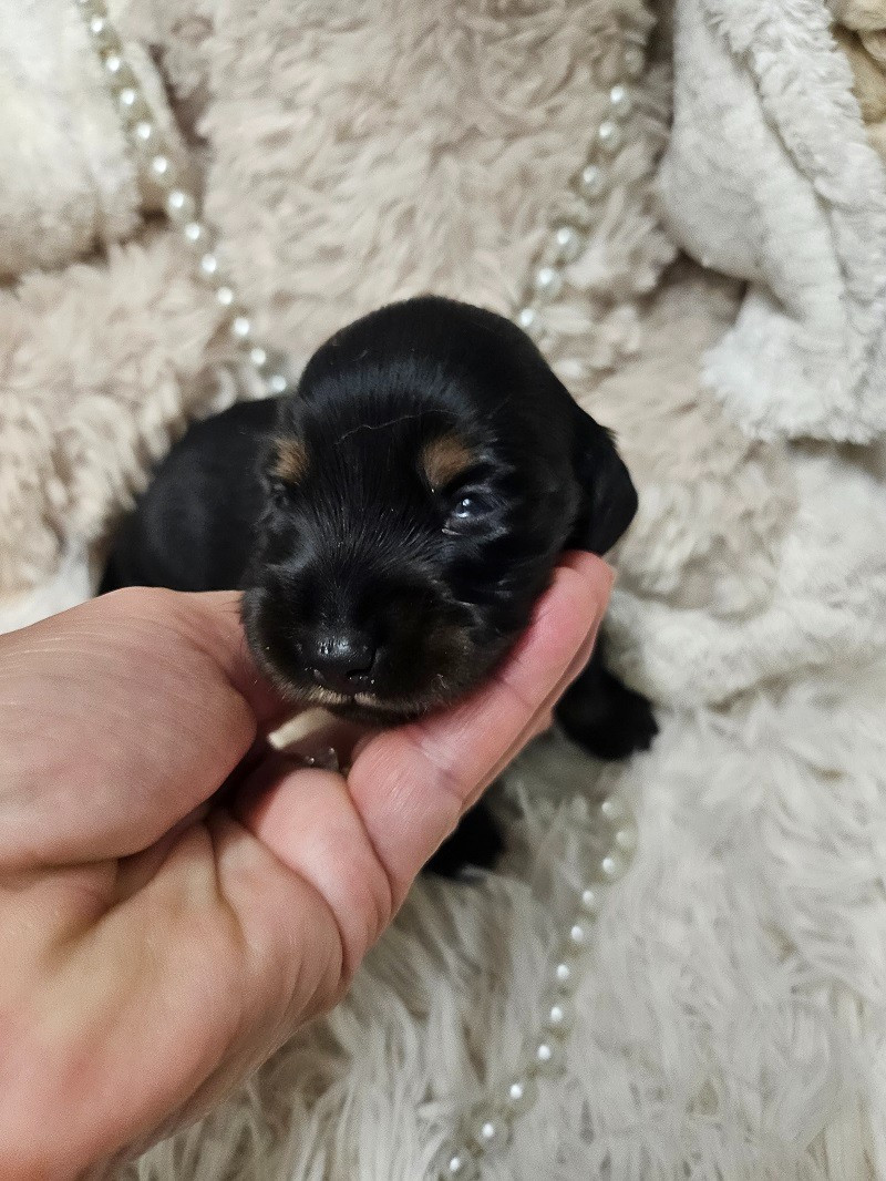 Du Hameau De Selcra - Teckel poil long - Portée née le 08/10/2025