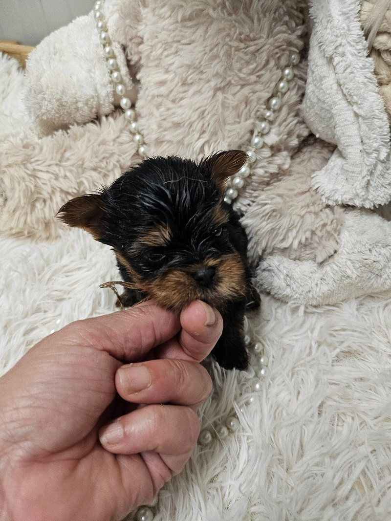 Du Hameau De Selcra - Chiots disponibles - Yorkshire Terrier