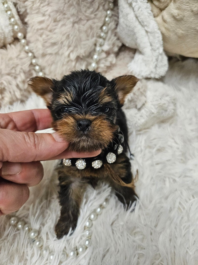 Du Hameau De Selcra - Chiots disponibles - Yorkshire Terrier