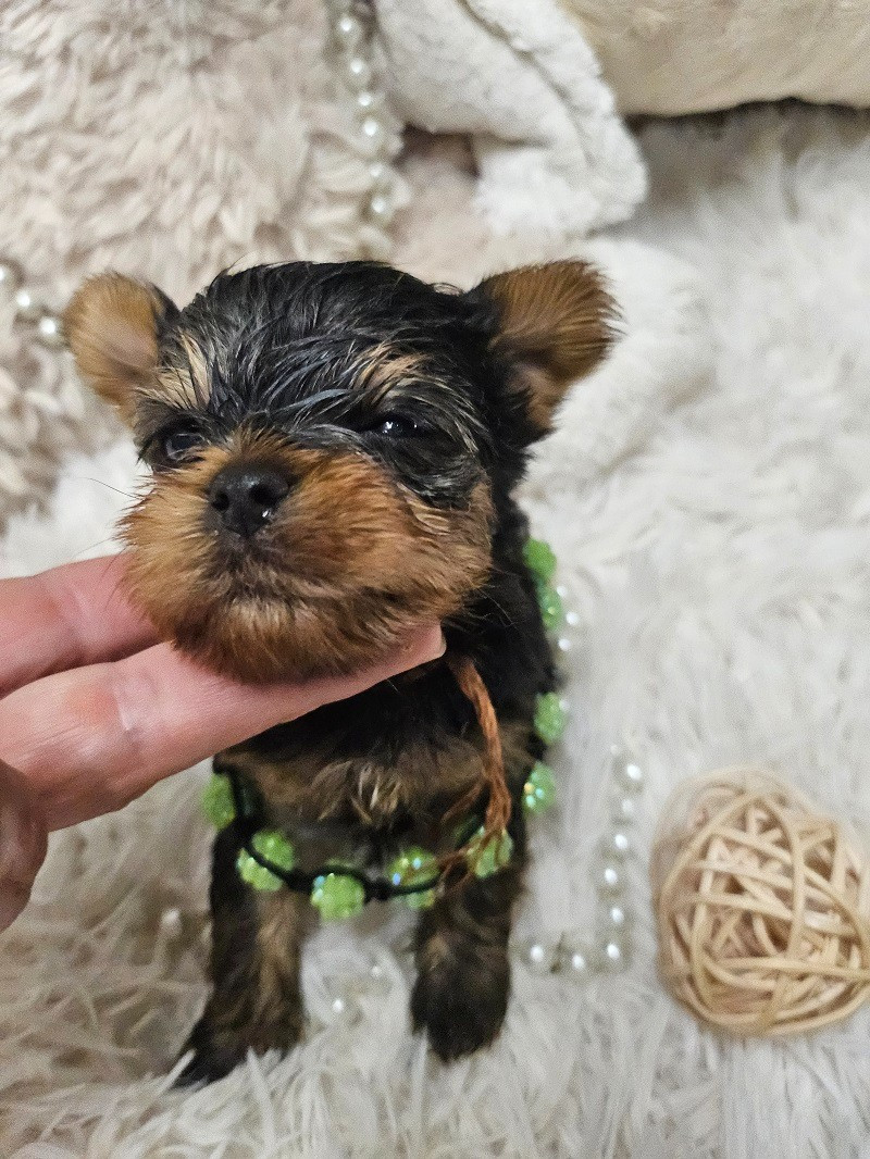 Du Hameau De Selcra - Chiots disponibles - Yorkshire Terrier
