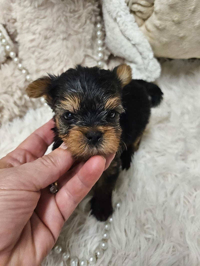 Du Hameau De Selcra - Chiots disponibles - Yorkshire Terrier