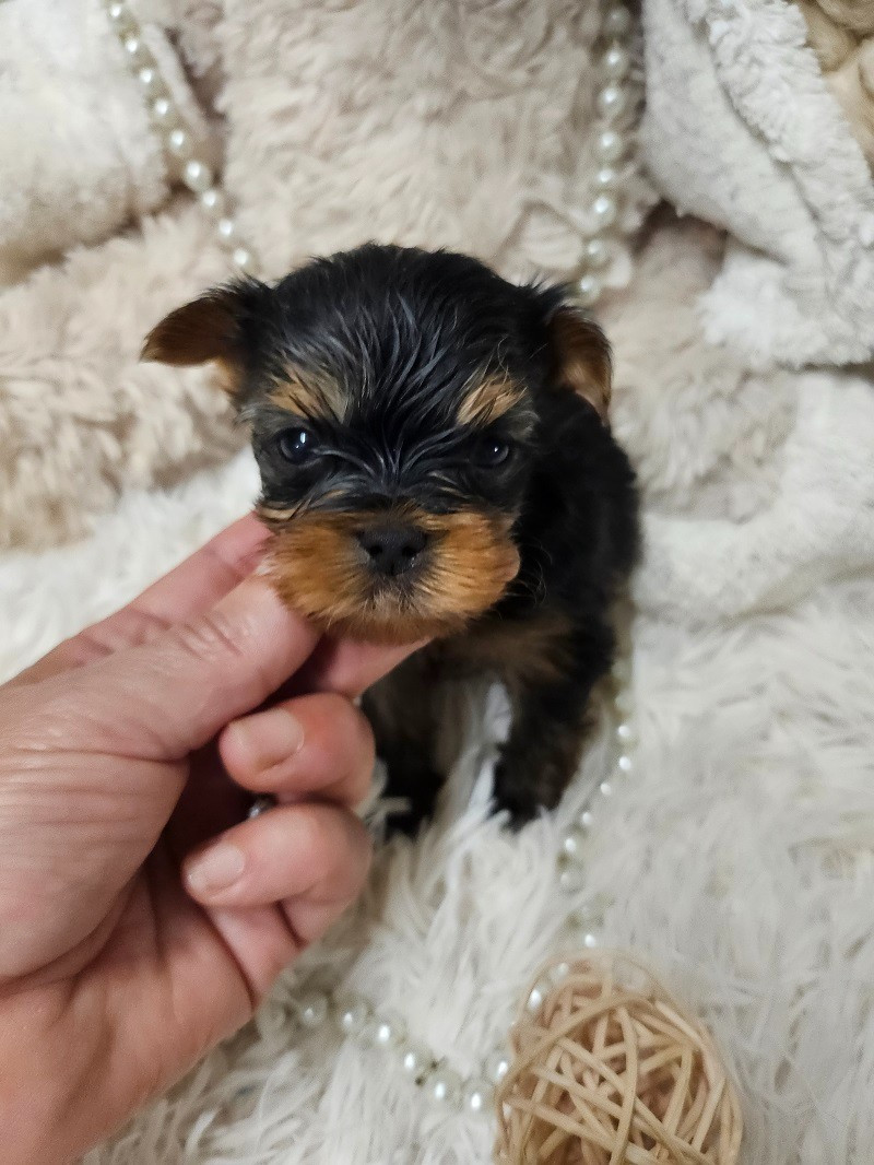 Du Hameau De Selcra - Chiots disponibles - Yorkshire Terrier