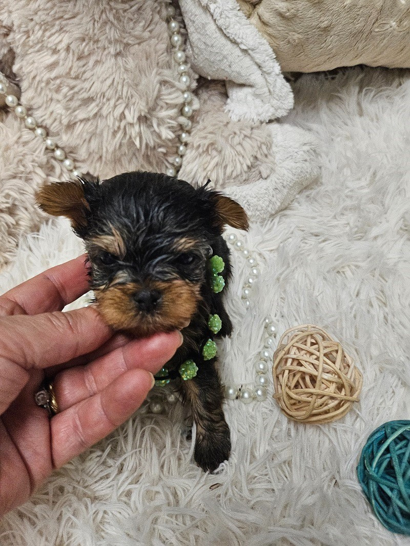 Du Hameau De Selcra - Chiots disponibles - Yorkshire Terrier