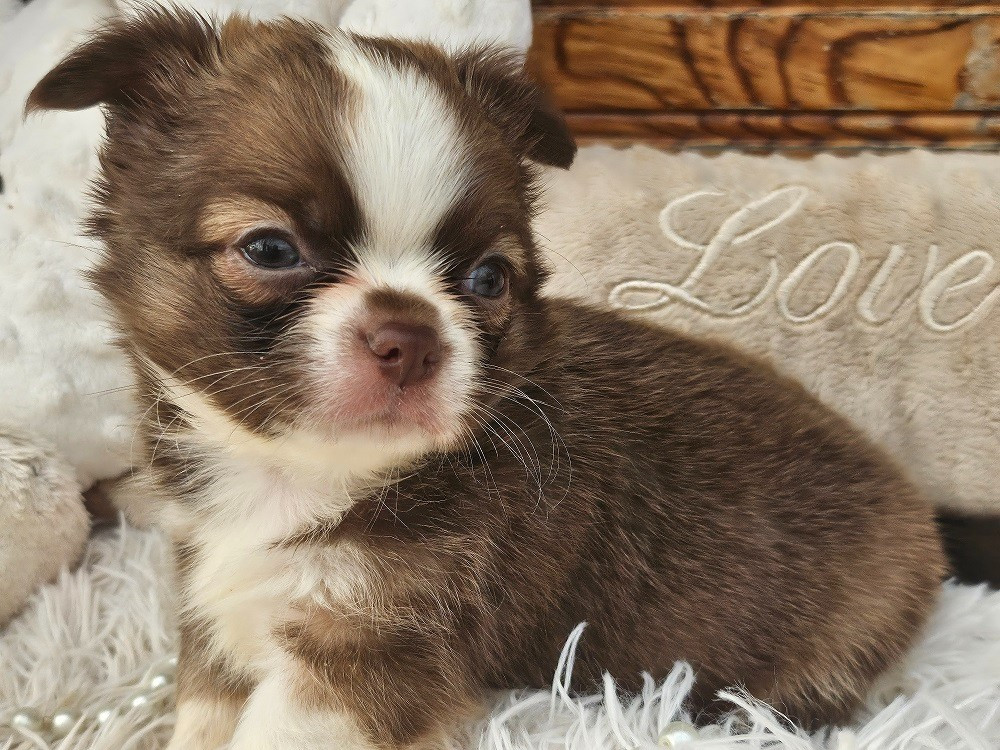 Chiot Chihuahua Du Hameau De Selcra