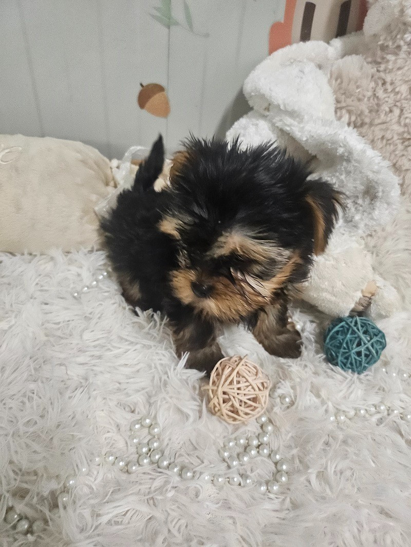 Du Hameau De Selcra - Chiots disponibles - Yorkshire Terrier
