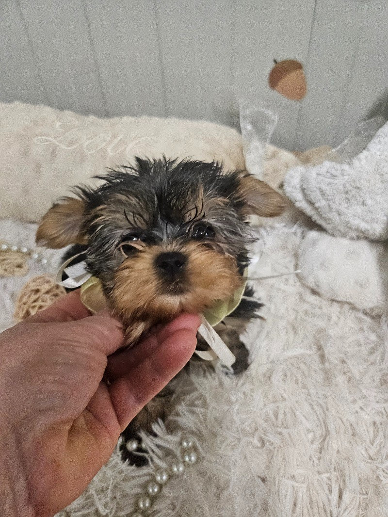 Du Hameau De Selcra - Chiots disponibles - Yorkshire Terrier
