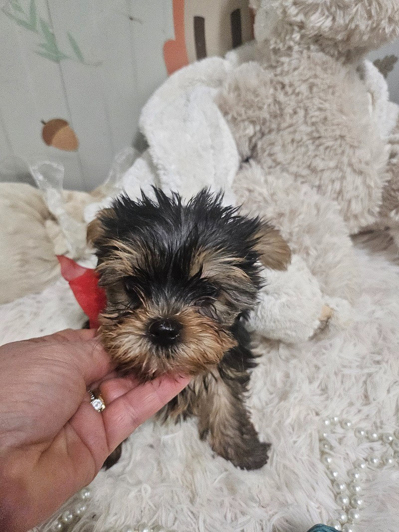 Du Hameau De Selcra - Chiots disponibles - Yorkshire Terrier