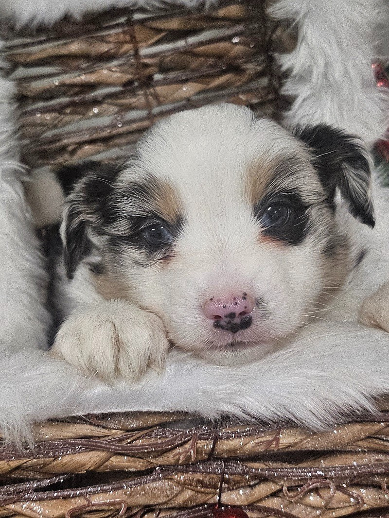 Du Hameau De Selcra - Chiots disponibles - Berger Américain Miniature 