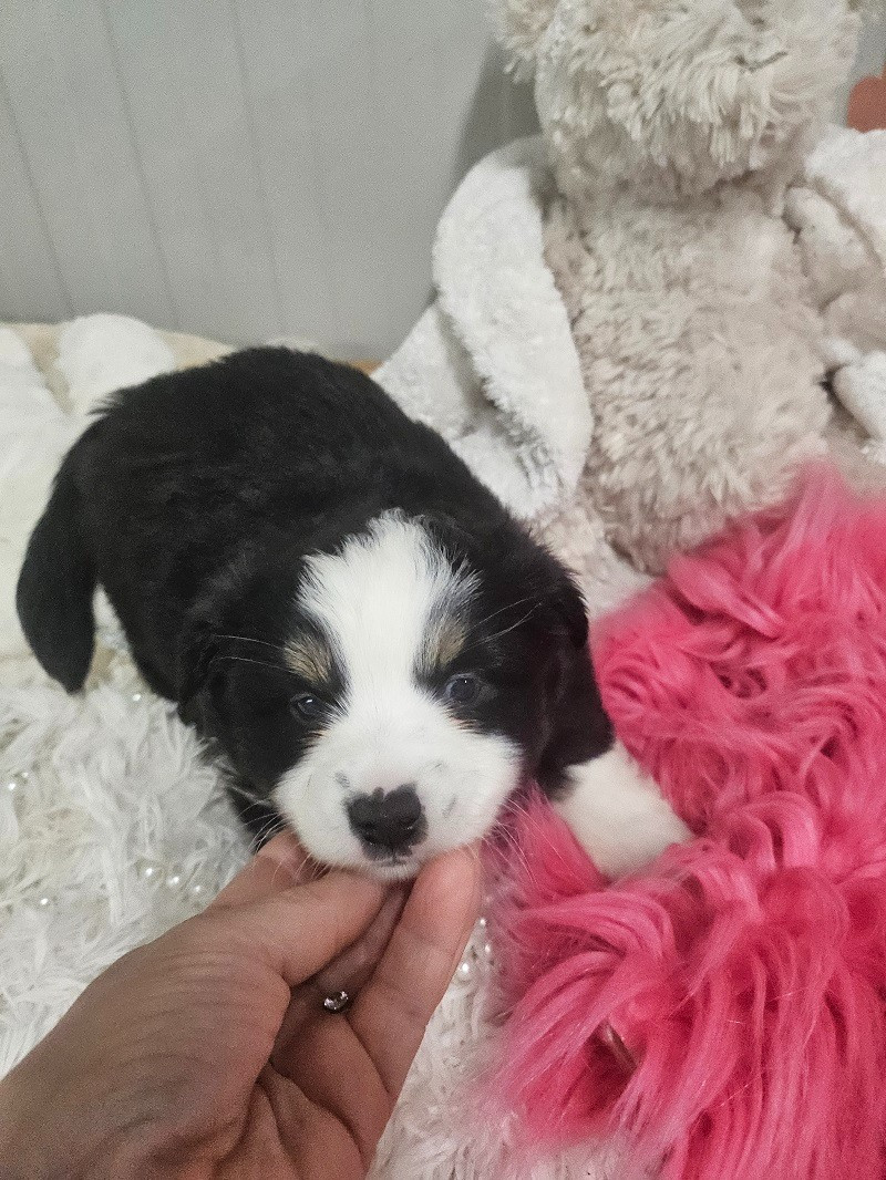 Du Hameau De Selcra - Chiots disponibles - Berger Américain Miniature 