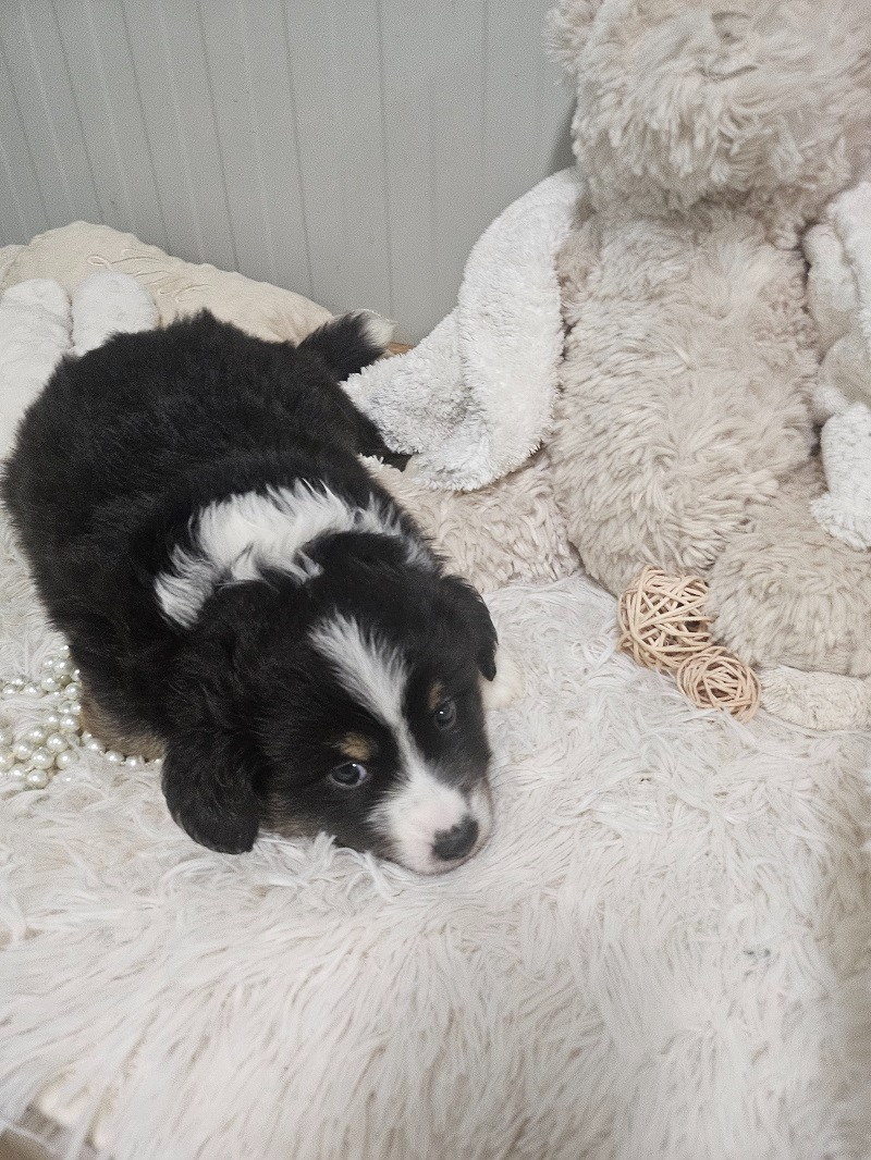 Du Hameau De Selcra - Chiots disponibles - Berger Américain Miniature 