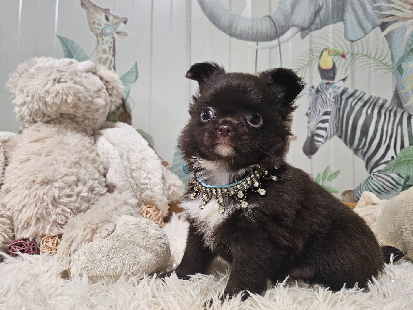 Du Hameau De Selcra - Chiots disponibles - Chihuahua