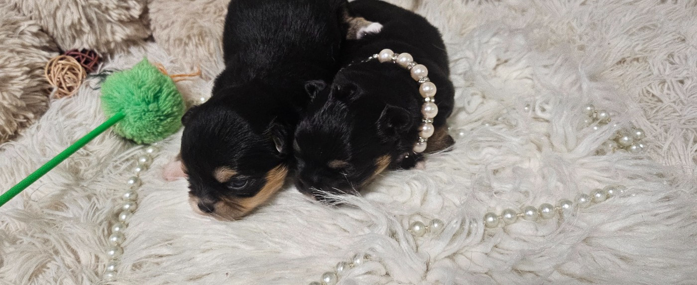 Du Hameau De Selcra - Chihuahua - Portée née le 23/01/2026