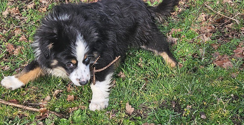 Du Hameau De Selcra - Chiots disponibles - Berger Américain Miniature 