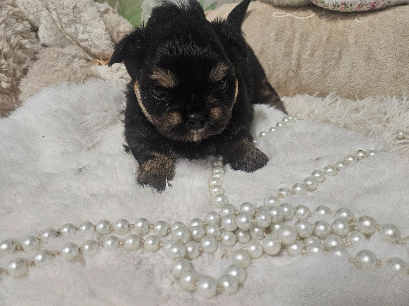 Du Hameau De Selcra - Chiots disponibles - Chihuahua