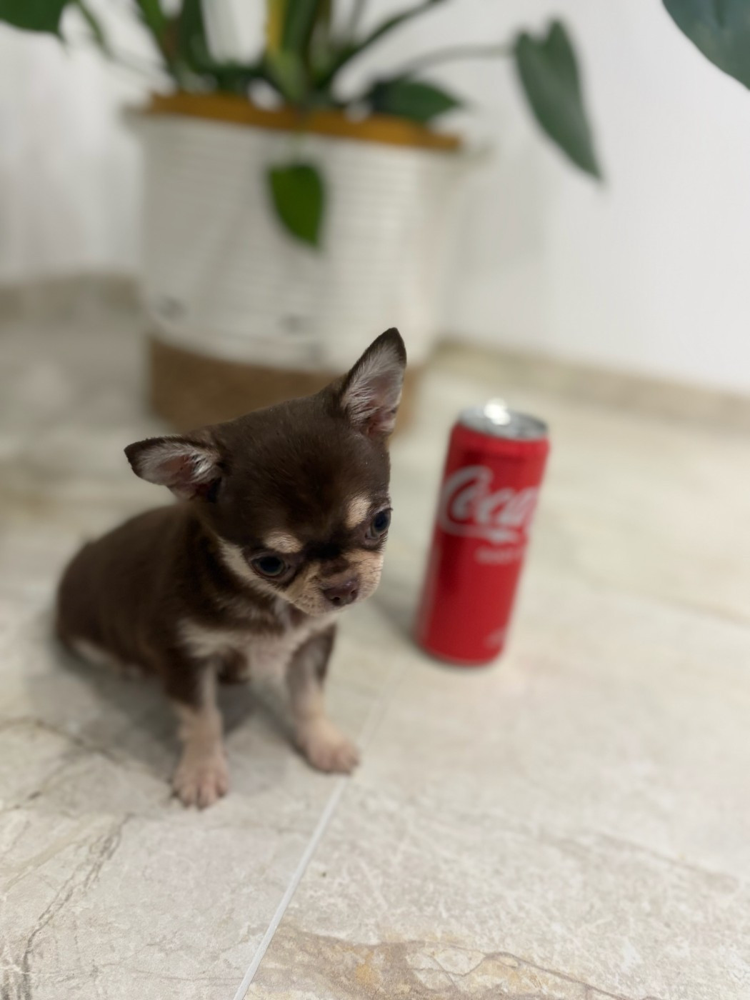 Du Hameau De Selcra - Chiots disponibles - Chihuahua