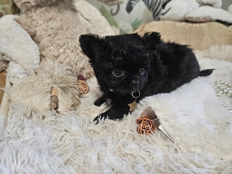 Du Hameau De Selcra - Chiots disponibles - Chihuahua