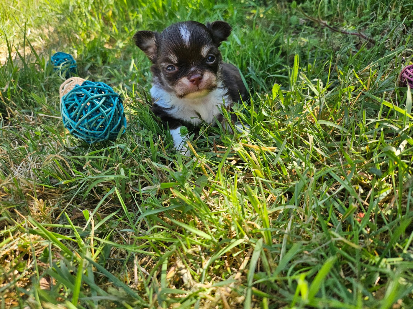 Du Hameau De Selcra - Chiots disponibles - Chihuahua