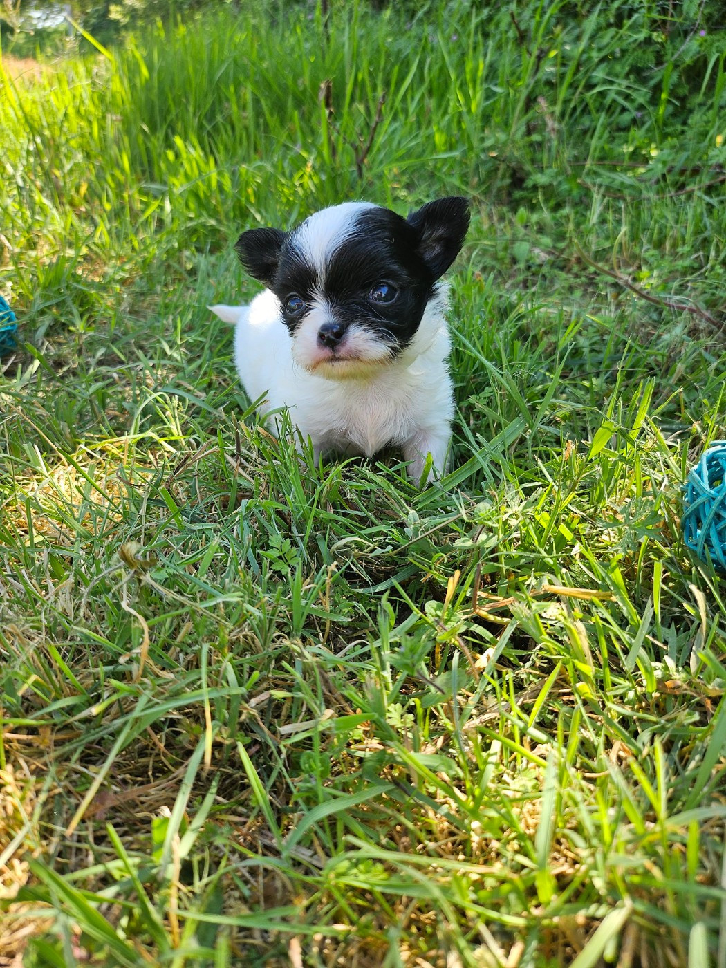 Du Hameau De Selcra - Chiots disponibles - Chihuahua