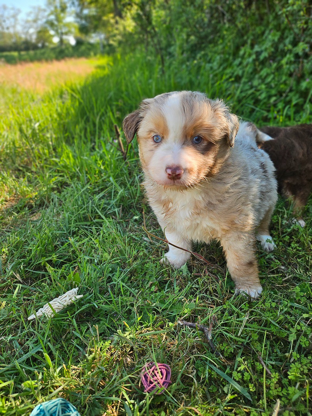 Du Hameau De Selcra - Chiots disponibles - Berger Américain Miniature 