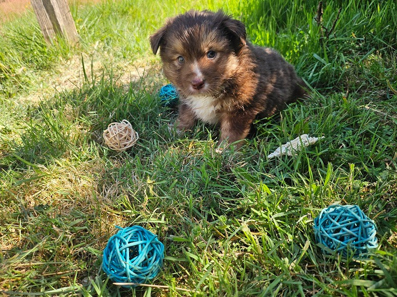 Du Hameau De Selcra - Chiots disponibles - Berger Américain Miniature 