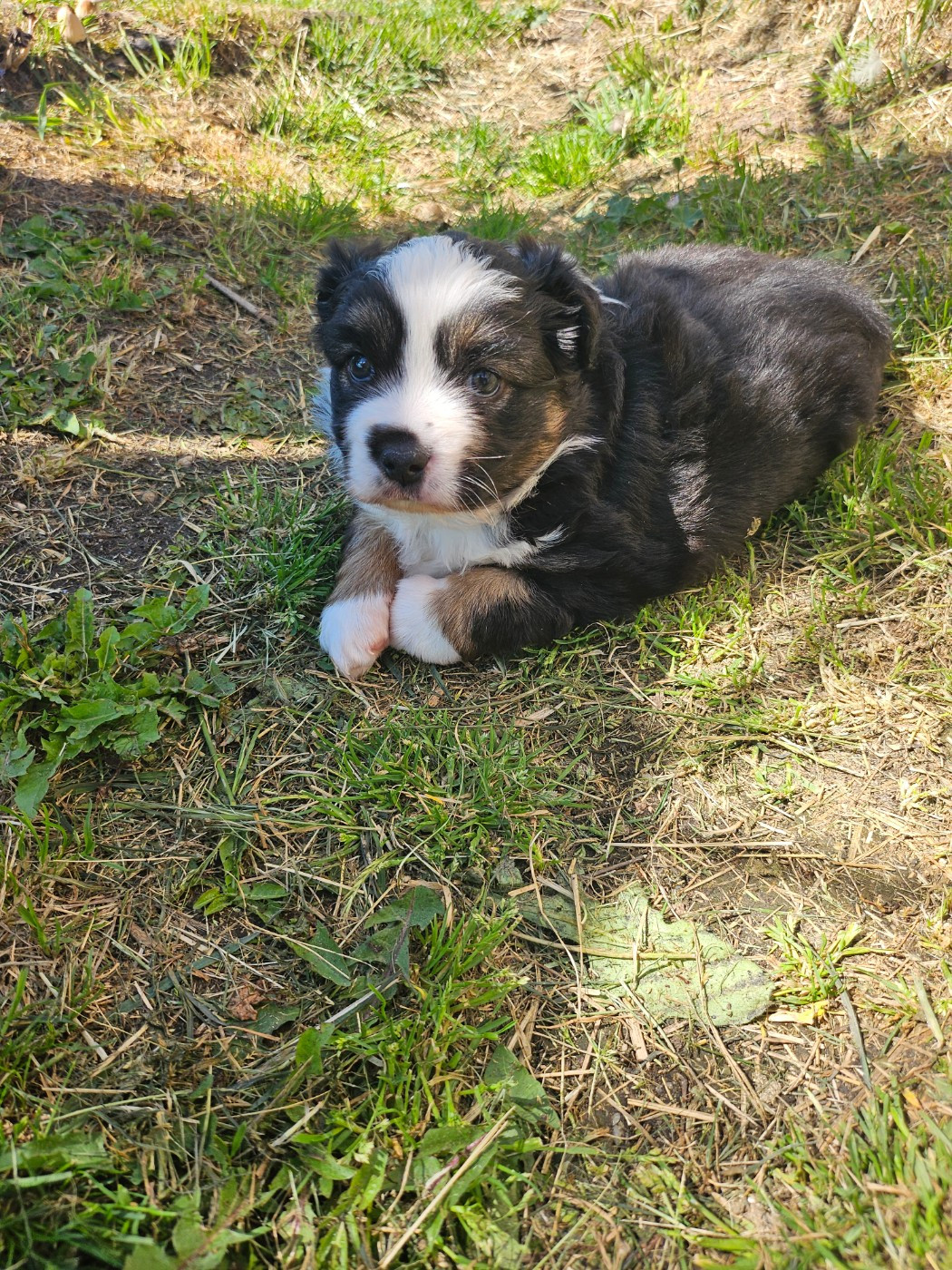 Du Hameau De Selcra - Chiots disponibles - Berger Américain Miniature 