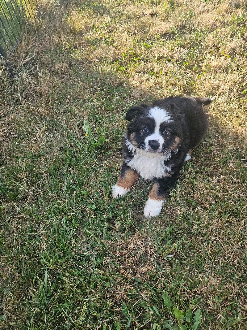 Du Hameau De Selcra - Chiots disponibles - Berger Américain Miniature 